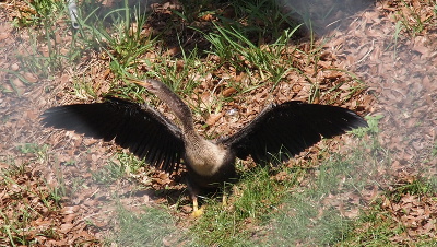 [Front view of an anhinga with its wings outstretched. The wings and lower part of the body are black while the rest is a light grey. The bill and legs and feet are yellow.]